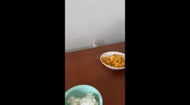 Polite cat slowly raises paw and peeks at table in Fujian, China