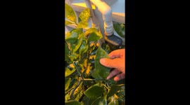 Dog bites frozen leaf ice sculpture in Hunan, China