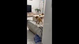 Shiba Inu reacts adorably to owner’s playful sounds in Hubei, China