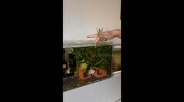 Fish repeatedly bumps aquarium glass at cat’s face in Shaanxi, China