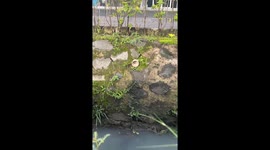 Animal rescuer saves stray kitten trapped inside drainage pipe