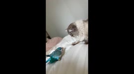 Cat gently swats at bird while owner laughs in Zhejiang, China