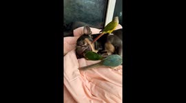 French Bulldog naps with parrots snuggled around in Shaanxi, China