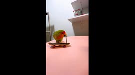 Lovebird rides toy skateboard and raises flag in Shandong, China
