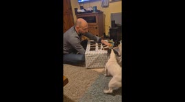 Daisy and Dobby's Boxing Day Tradition