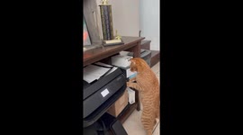 Printer Catches Orange Cat's Paws