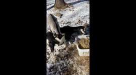 Baby Goat Riding on His Mother's Back