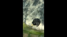 Bear howls in pain when turtle bits him on the face