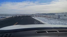 Determined piglet seen herding sheep on road in China