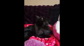 Two Affectionate Kitties