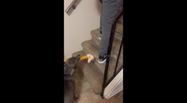Dog Is So Happy He Loses His Balance