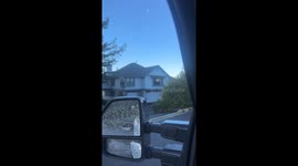 Dogs Watch Owners Leave From The Window