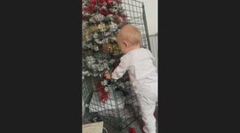 Fence Protects Christmas Tree From Curious Toddler