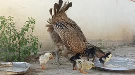 Rare Eyeless Chick Born in India: A Mother's Love Guides It