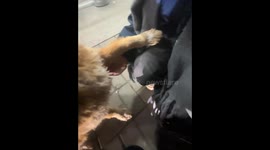 Friendly stray dog seeks affection in Frankfurt am Main, Hesse, Germany