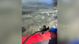 St. Louis Firefighters Rescue Dog From Icy Waters