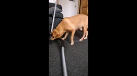 Dog struggles with vacuum cleaner in Slagelse, Denmark