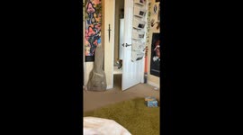 Cat brings pigeon indoors before safe release in Beaumont, Texas, USA