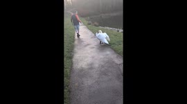 Swan chases man and companion near pond in Sunderland, England, UK