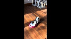 Cats display playful and protective behavior in Nebraska, USA