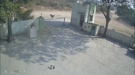 Heart-stopping moment dog escapes pursuing lioness by darting under closing gate in India