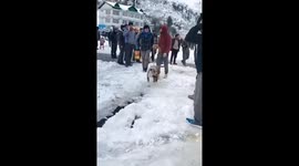 Loyal to the End: Pet Dog Found Guarding Owner’s Body After Tragic Snowstorm in Himachal Hills