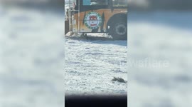 Clever chicken uses moving bus as shield from hungry tigers