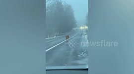 Runaway kangaroo leads police on roadside chase in Czech town