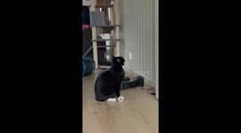 Curious cat reacts to bonnet on the floor in Bjørkelangen, Norway