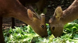 Hog Deer in Thailand:  Battling the Dry Season with Human Help