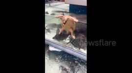 China: Chinese turtle appears to 