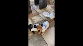 Adorable moment puppies play-fight during feeding time