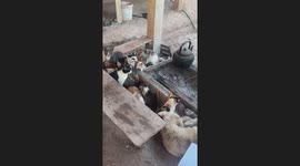 Cats huddle round stove to keep warm during cool weather