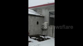 小猫雪后上屋顶 因结冰打滑接连失败