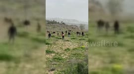 Palestine: Settlers Attack West Bank Farmers