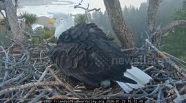 Famous bald eagles welcome first eggs of the year - after becoming empty nesters