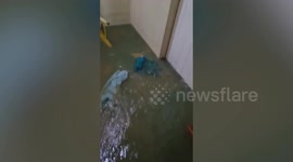 Torrential rain triggers flood emergency in rural Queensland