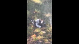 Bird cools off in garden sprinkler as heatwave roasts Australia