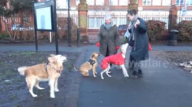 Four dogs asking their owners for treats ways at St Pauls Gardens in Hammersmith