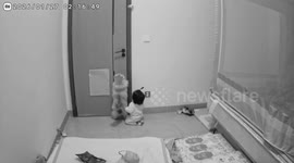 Cat helps baby open door in Guangdong, China