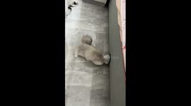 Cats in post-grooming chaos with cones in Liaoning, China