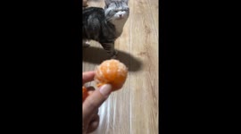 Cat reacts hilariously to mandarin scent in Heilongjiang, China