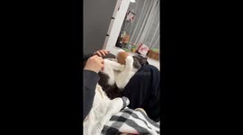 Unexpected cat ambush sends plush toy flying in Guangdong, China