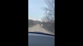Cow walks roadside with ladder stuck on head in Makhachkala, Russia