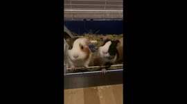 Guinea pigs hilariously tug-of-war over grass in Riga, Latvia