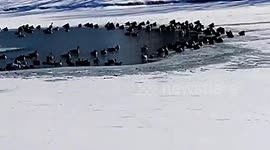 Lake Mingo nearly frozen with gathering birds in Nicholasville, Kentucky, USA