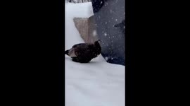 Astoria the wild turkey takes shelter with birds during snowstorm in New York, USA