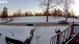 Bumper Is Staying Home Today