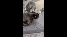 Frenchie Puppy Gets Into a Bag of Cheetos