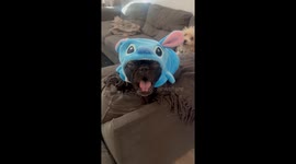 Talking Frenchie in a Stitch Costume
